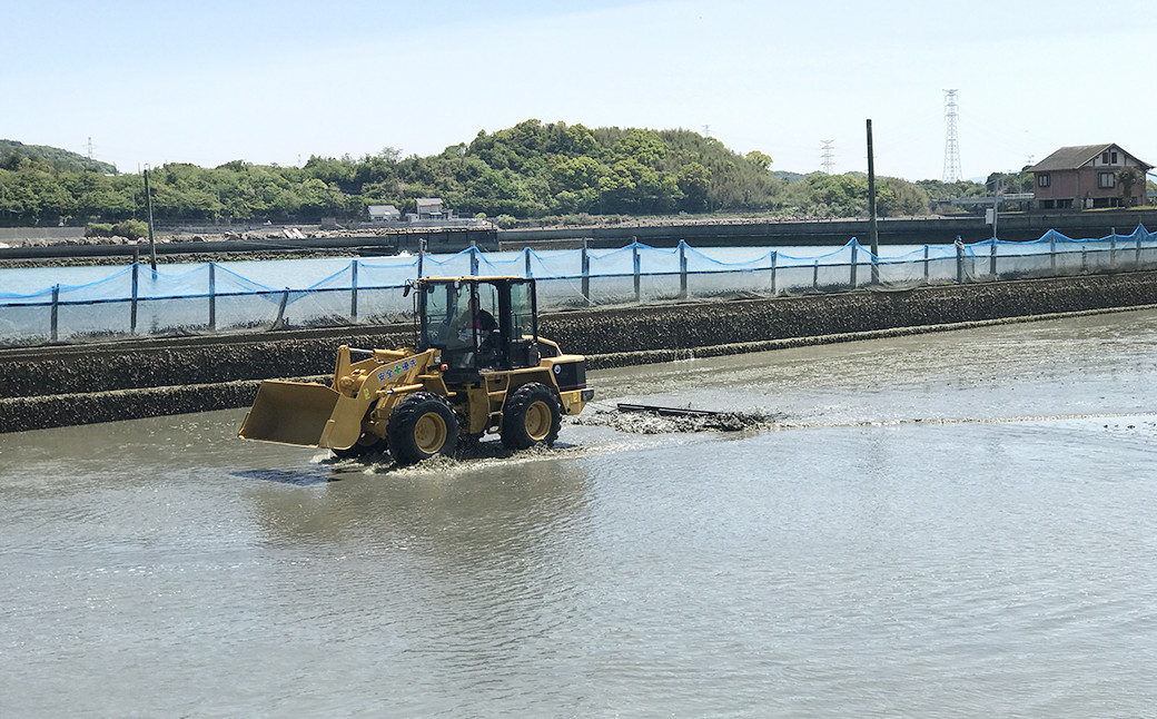 【配送指定日必須】天草産 活車海老 1000g（30〜44尾入り）【発送期間2025年11月5日から2026年3月31日】活き海老 刺身 車エビ えび 活き車海老 車えび