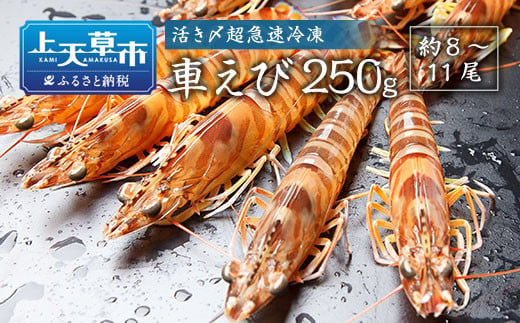 活き〆超急速冷凍車えび 250g（約8～11尾） 車海老 車えび 車エビ 海老 えび エビ 刺身 刺し身 真空パック 海鮮 冷凍 熊本県 上天草市