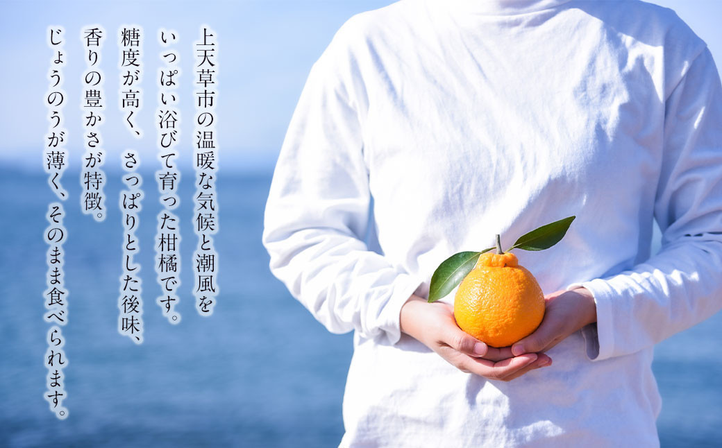 ãå
è¡åä»ãäžç¥ç« çŽ5kgïŒ16çïœ22çïŒ ææ© ã¿ãã èæ ãã«ã³ ãã³ãã³ ãã«ãŒã æç© æå® ã«ãããã«ãŒã 倩è çæ¬ç äžå€©èåž ã2026幎3æäžæ¬ãã5æäžæ¬é 次çºéäºå®ã