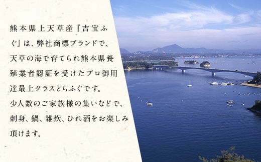 とらふぐフルコース【極】吉宝ふぐ(40cm赤絵皿全盛り・8～10人前、白子、唐揚げセット)『焼きひれ/特製ポン酢/もみじおろし付き』【2024年12月下旬から2025年4月上旬順次発送】