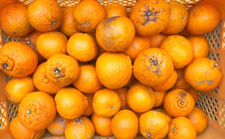 å
è¡äºçŽ çæ¬å€§èŠæ (äžç¥ç«) èš³ãã 4.5kg (13ïœ24ç) ã2026幎2æäžæ¬ïœ2æäžæ¬é çºéäºå®ã ããã¬ã ã¿ãã èæ ææ© åœç£ ä¹å· çæ¬ å®ååžç£ ãæ ªåŒäŒç€Ÿla Nui.ã