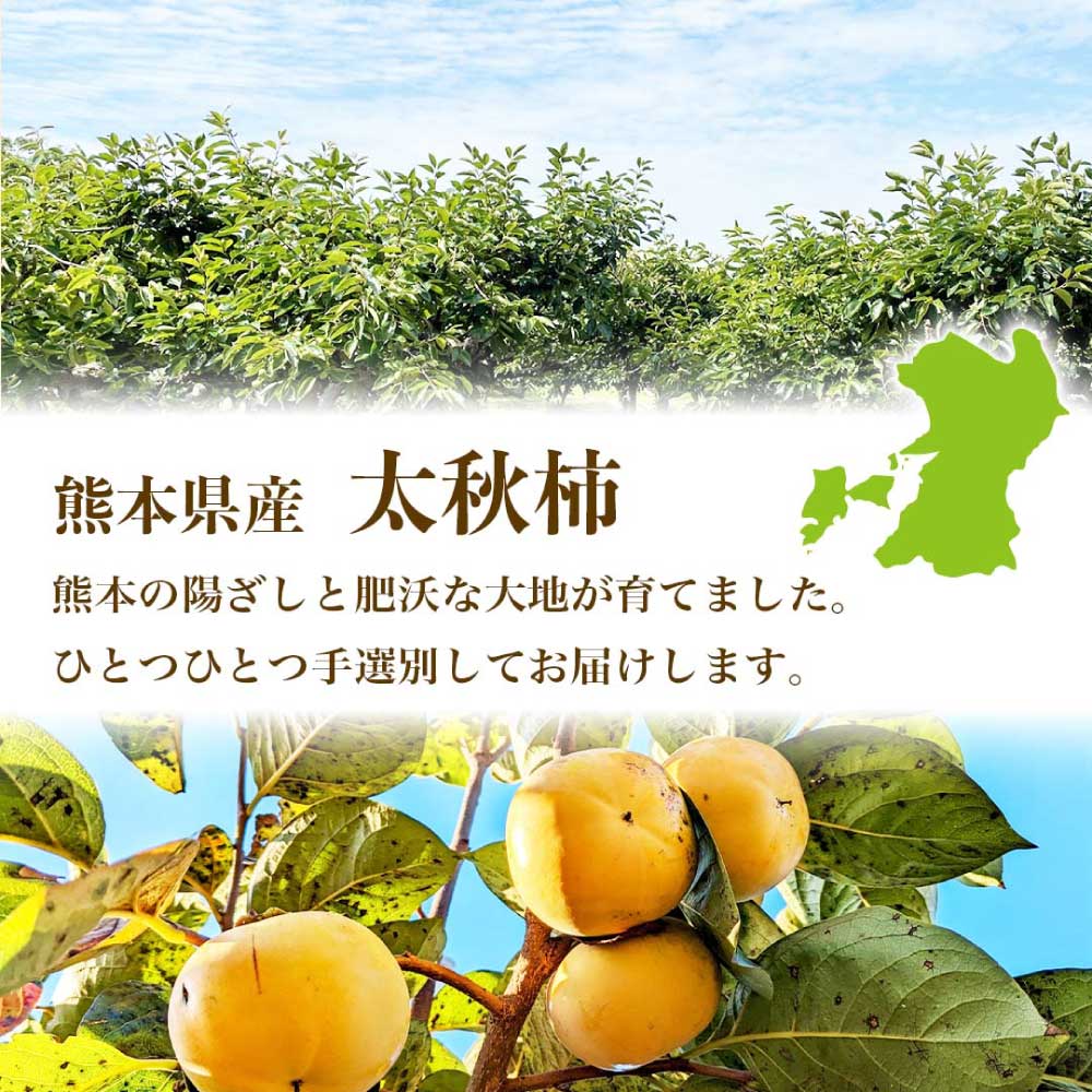 先行予約 太秋柿 約3kg (8〜15玉) 【2026年9月上旬〜10月下旬配送予定】柿 かき 果物 フルーツ くだもの 柑橘 柑橘類 フルーツ 国産 熊本 熊本県 九州 産地直送 日本フルーツ