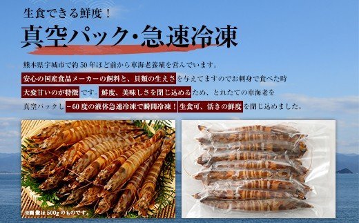 熊本県産 急速冷凍 車海老 250g(9〜13尾) 生食可 瞬間冷凍