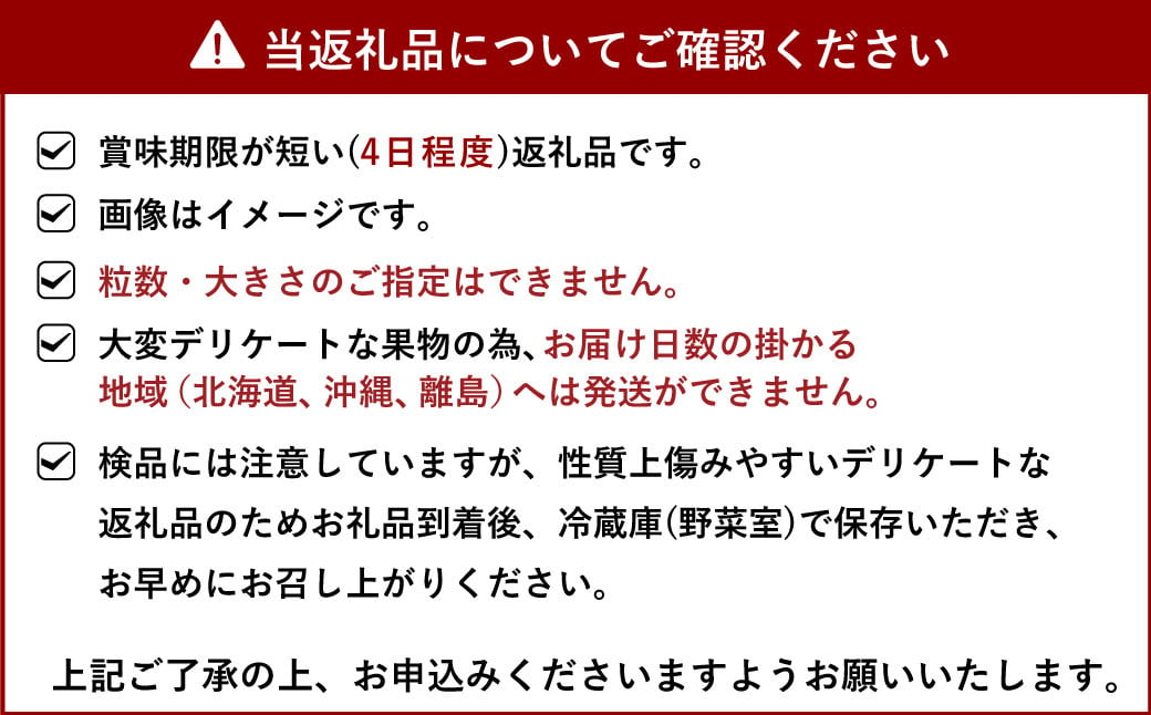 宇城市産 恋みのり イチゴ 6パック 約1.5kg【2025年2月上旬から3月下旬発送予定】苺 いちご イチゴ 恋みのり