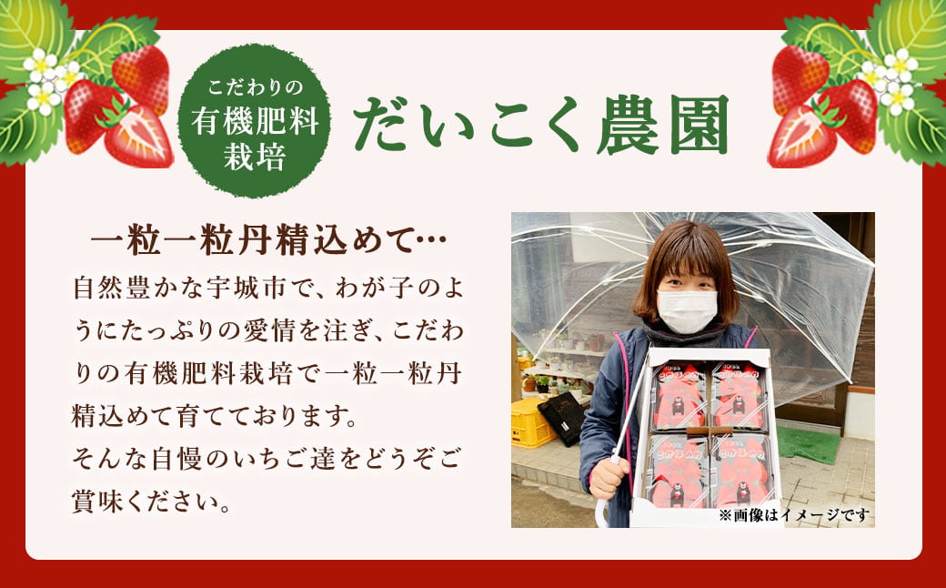 【2025年1月発送】季節限定！ 新鮮朝摘みいちご「さがほのか」約1.5kg （250g×6パック）だいこく農園合計1.5kg いちご イチゴ 苺 ストロベリー