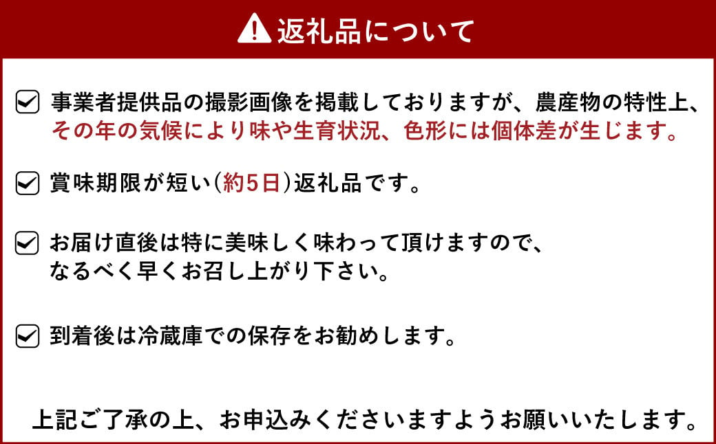 【2025年1月発送】季節限定！ 新鮮朝摘みいちご「さがほのか」約1.5kg （250g×6パック）だいこく農園合計1.5kg いちご イチゴ 苺 ストロベリー