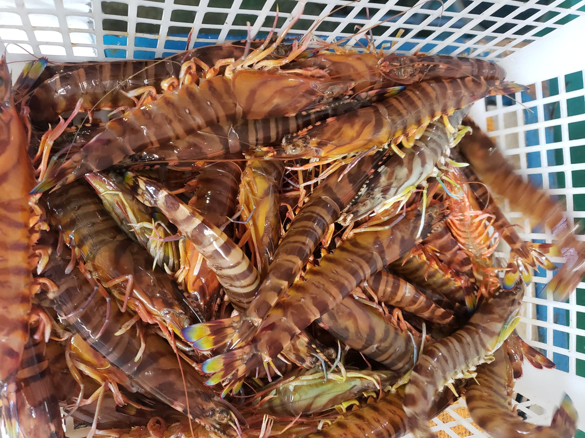 霆頑オキ閠√ョ蜻ウ蝎梧シャシ井クュ縲懷、ァ繧オ繧、繧コシ250g 豬キ閠 縺医ウ 蜻ウ蝎梧シャ縺