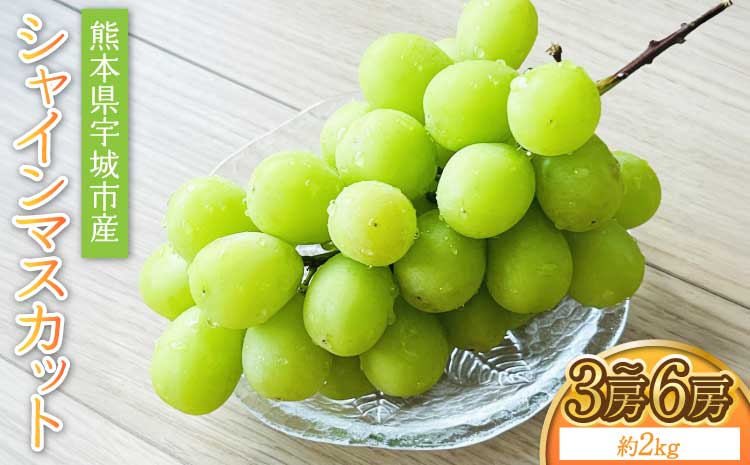 【先行予約】 熊本県 宇城市産 シャインマスカット 約2kg 3房〜6房【2026年7月中旬〜8月中旬頃順次発送予定】