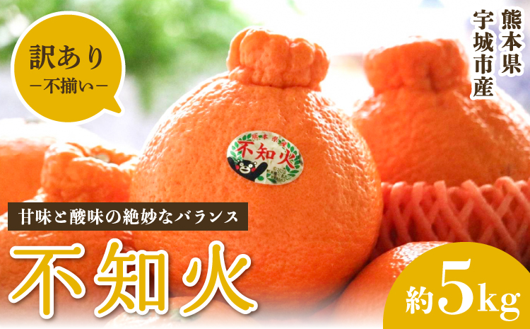 不知火 訳あり品 しらぬい わけあり 柑橘類 みかん ミカン 蜜柑 5kg 約15〜20玉 果物 くだもの フルーツ 九州産 熊本県産 宇城市産 国産 雑誌 MORE 掲載商品 松川果樹園 2026年3月上旬から5月中旬発送予定