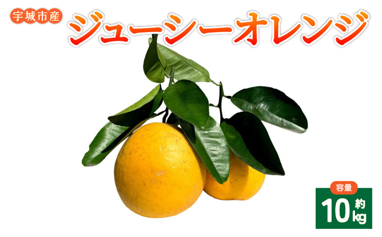 宇城市産ジューシーオレンジ 約10kg 20玉前後【吉良果樹園】【5月上旬から8月下旬発送予定】
