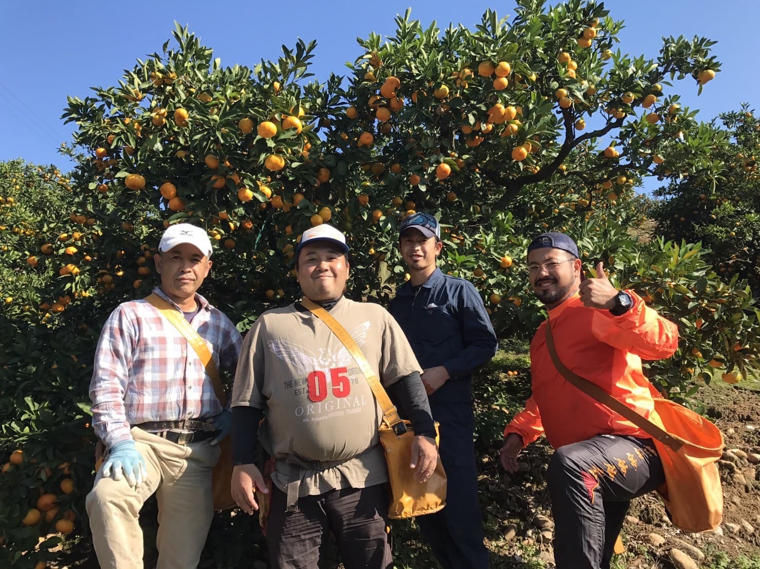 先行予約 宇城市産 河内晩柑（ジューシーオレンジ） 約10kg 【高橋果樹園】【2026年4月上旬から2026年6月下旬順次発送予定】晩柑 熊本県 宇城市