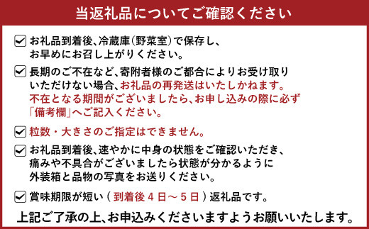 【3月発送】宇城市産いちご「さちのか」約250g×4パック【わたなべいちご園】