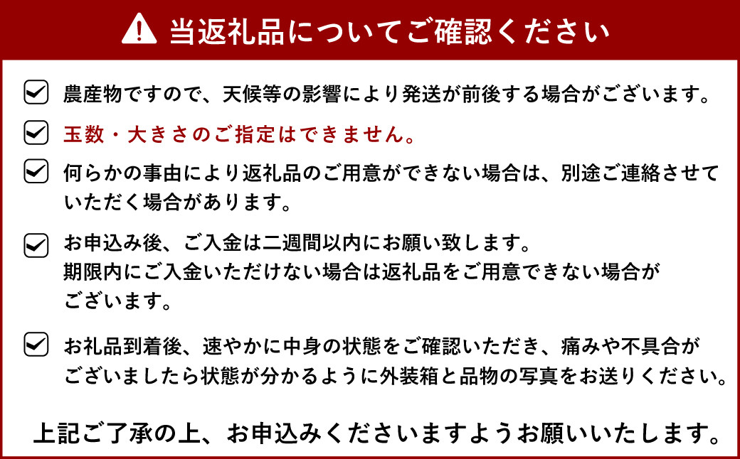 【先行予約】宇城市産 デコみかん 約10kg 不知火 粒揃い【2025年1月下旬から3月上旬発送】柑橘 フルーツ