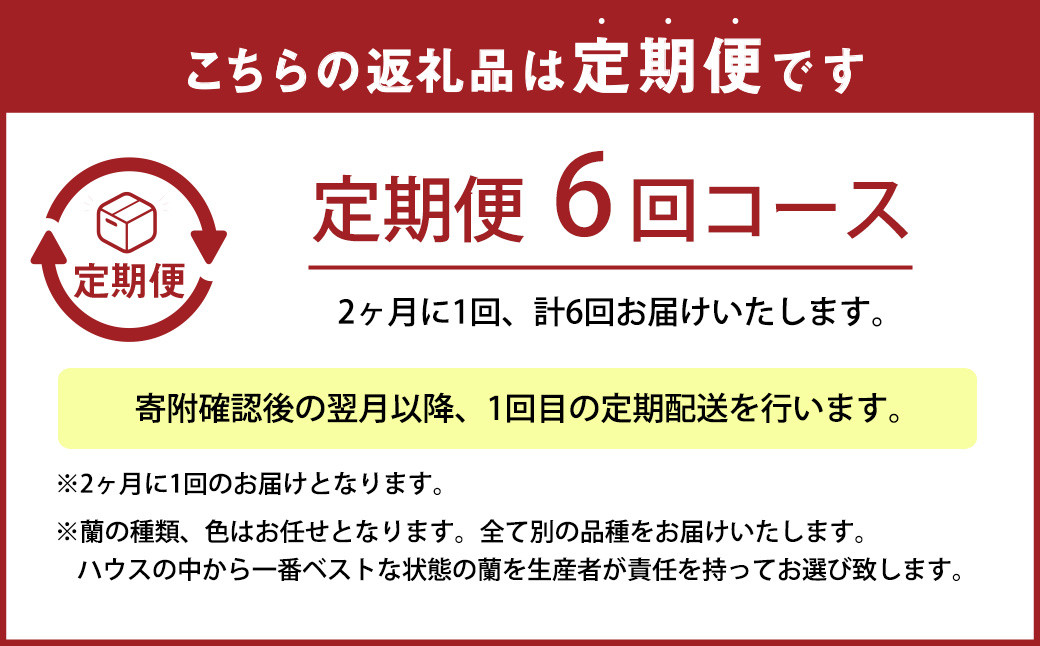 【定期便6回】ミディ胡蝶蘭 2本立ち 洋蘭 観賞用 植物