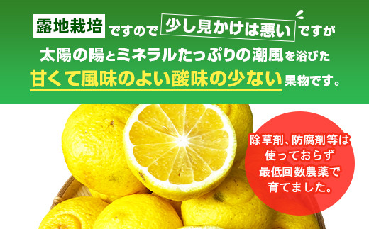 【先行受付】訳あり はるか 約5kg（22玉～27玉）【吉田レモニー】【2025年2月上旬～2025年5月下旬発送】みかん 柑橘