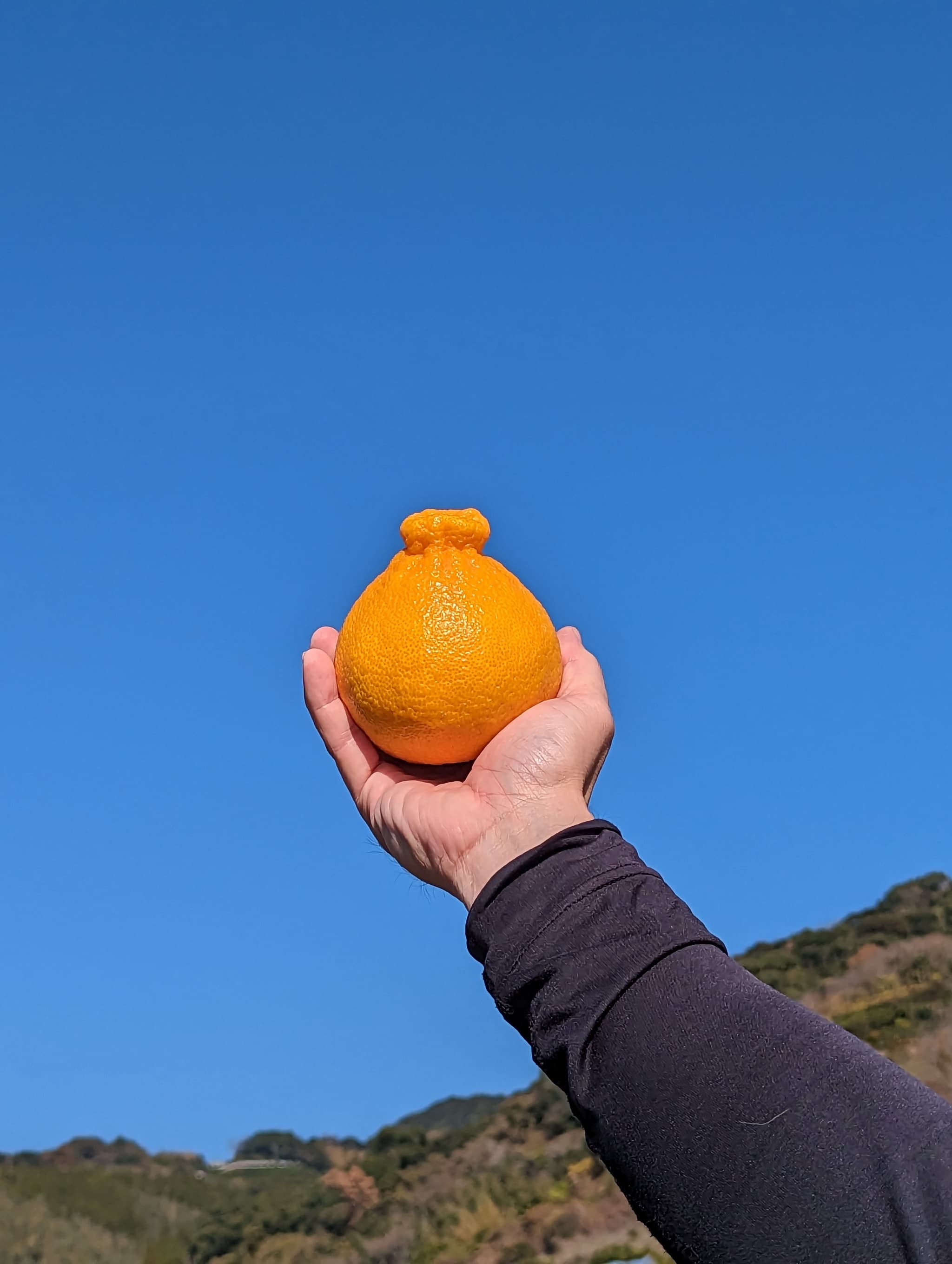 宇城市産  あーちゃん家の 不知火 5kg 【2026年4月上旬〜5月下旬発送予定】 しらぬい 柑橘 みかん ミカン 蜜柑 オレンジ 