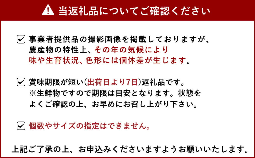 【2025年3月発送】糖度12度以上保証 ブランド苺「極幸乃香(きわみさちのか)」600g【園村苺園】