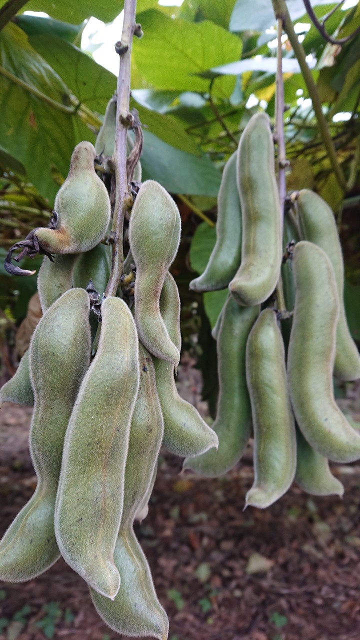 辭頑悽逕」 繝繧ッ繝願ア 繝代え繝繝シ 100g 繧縺上↑雎 邊画忰 邊画忰繧ソ繧、繝 辭頑悽逵 螳蝓主ク