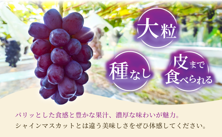 先行予約 黒いシャインマスカット 富士の輝 2房（約500g×2）計約1kg【2026年8月上旬から8月下旬発送予定】 清水果樹園 シャインマスカット マスカット ブドウ ぶどう 熊本県 宇城市