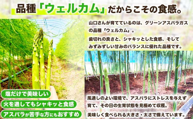 訳あり アスパラガス グリーンアスパラ アスパラ あすぱら 約500g (S～L) 【2026年7月上旬～2026年10月中旬発送予定】野菜 春野菜 旬野菜 生鮮食品 熊本 熊本県 宇城市 みずみずしい 甘い シャキシャキ やわらかい 日本フルーツ