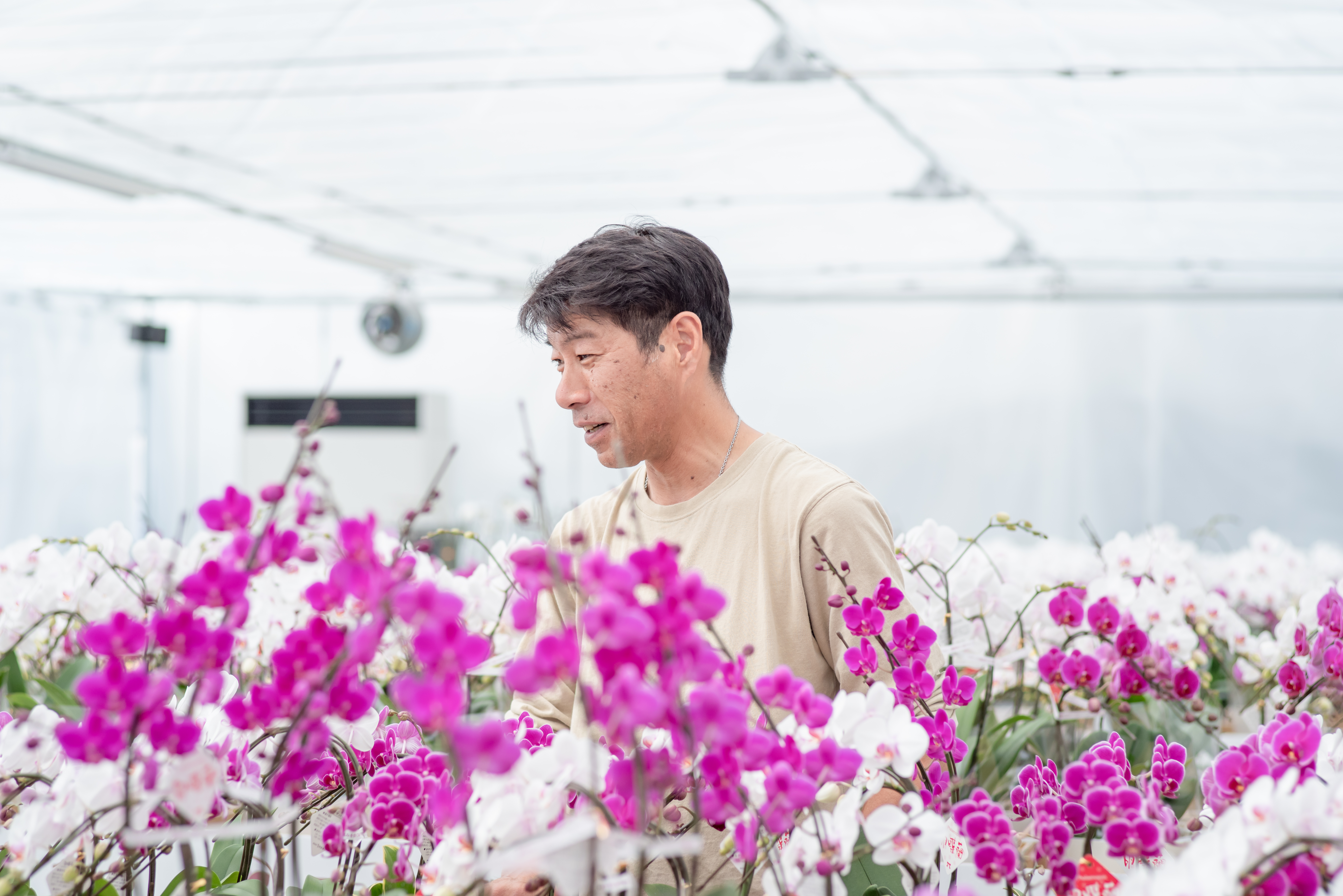 ミディ胡蝶蘭 KouBou 大地 2本立ち 洋蘭 観賞用 贈答用 植物