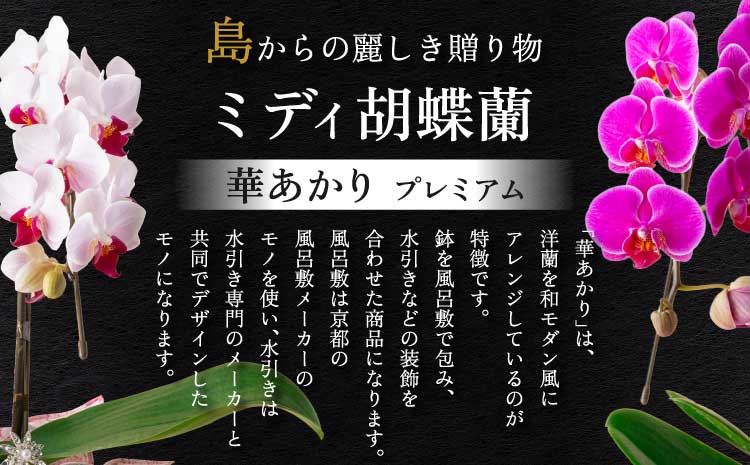 è¡è¶è çæ¬çç£ ããã£è¡è¶è è¯ããã ãã¬ãã¢ã 2æ¬ç«ã¡ è ã©ã³ æŽè ããã£ãµã€ãº 芳è³çš èŽççš åã¢ãã³ ã€ã³ããªã¢ æ€ç© ã³ãã§ãŠã©ã³ ã©ã³ãã è±