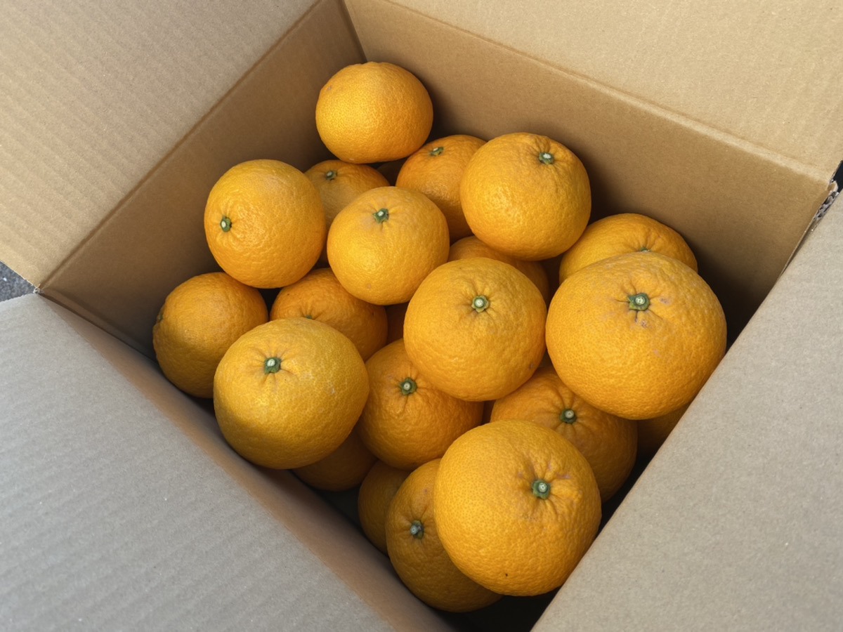 å
è¡äºçŽ çå€ çŽ10kg ã2026幎3æäžæ¬ã2026幎5æäžæ¬çºéäºå®ã çå€ã¿ãã æç© ãã ãã® ãã«ãŒã ææ© ã¿ãã èæ è°·å·ææš¹å