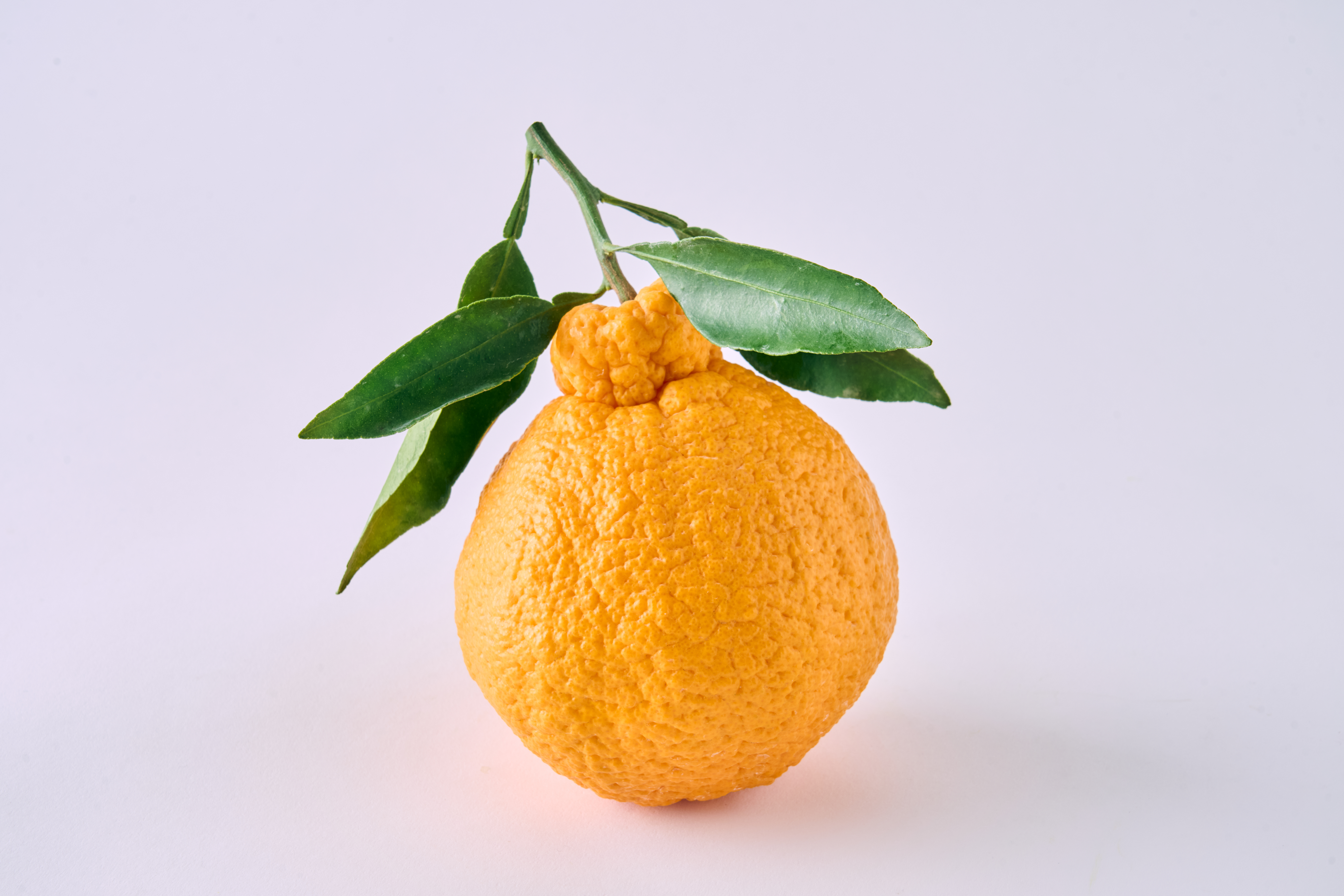 先行予約 不知火 果実の宝箱葉付きデコ柑不知火 約2.5kg 7玉〜11玉 【2026年3月上旬から5月下旬発送予定】 しらぬい 柑橘 みかん ミカン 蜜柑 果物 くだもの フルーツ 九州産 熊本県産 宇城市産 国産 田辺農園