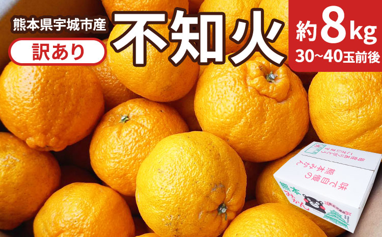 【先行予約】 不知火 訳あり 約8kg しらぬい 柑橘 フルーツ 果物 果実 みかん 蜜柑 ミカン 熊本県 宇城市産 【2026年2月下旬から4月上旬発送予定】