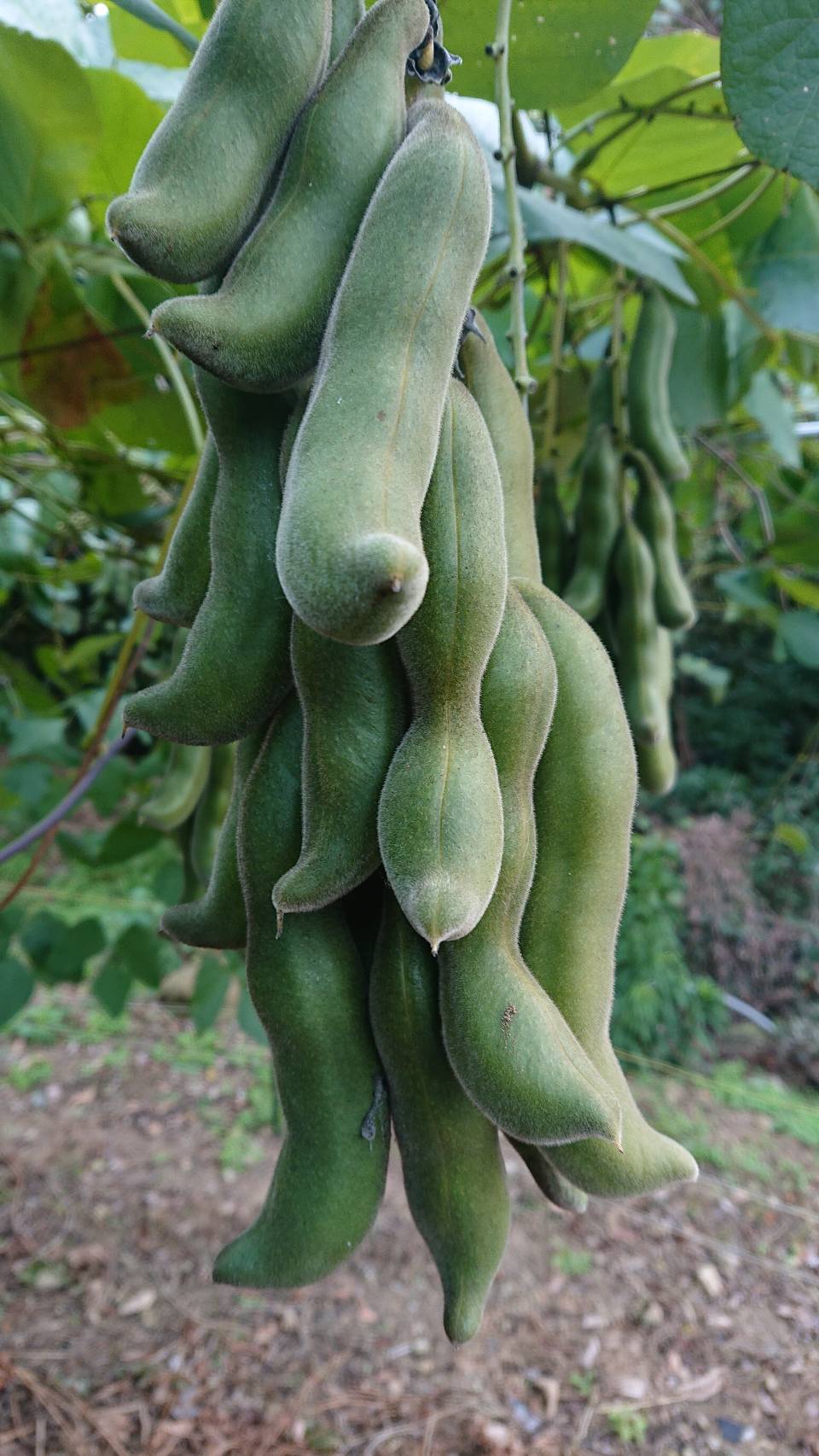 çæ¬ç£ çã ã¯ãè± 500g ãããªè± ç é£ç掻 çæ¬ç å®ååž