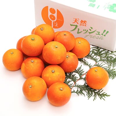 【先行予約】 ブラッドオレンジ 約3kg（15玉〜25玉）【吉田レモニー】【2026年3月上旬〜2026年4月下旬発送】