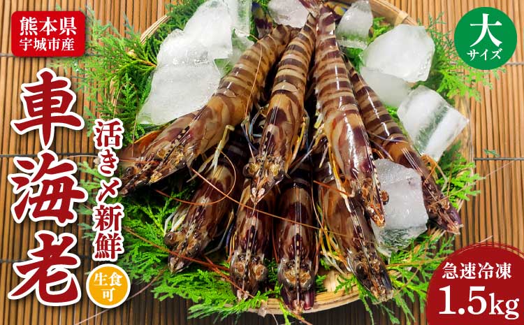 特殊冷凍 車海老 (大サイズ) 250g×6パック 計1.5kg 熊本県産