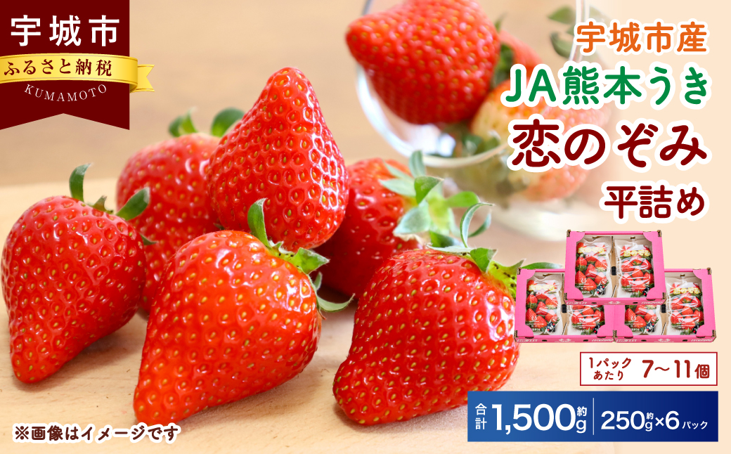 【JA熊本うき】いちご 恋のぞみ 平詰め（250g×6パック）合計1.5kg【2025年1月上旬〜3月上旬発送予定】苺 イチゴ