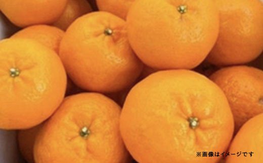 【12月下旬～順次発送予定】ポンカン 早生 8kg（40個前後）ひでみかん 柑橘 果物