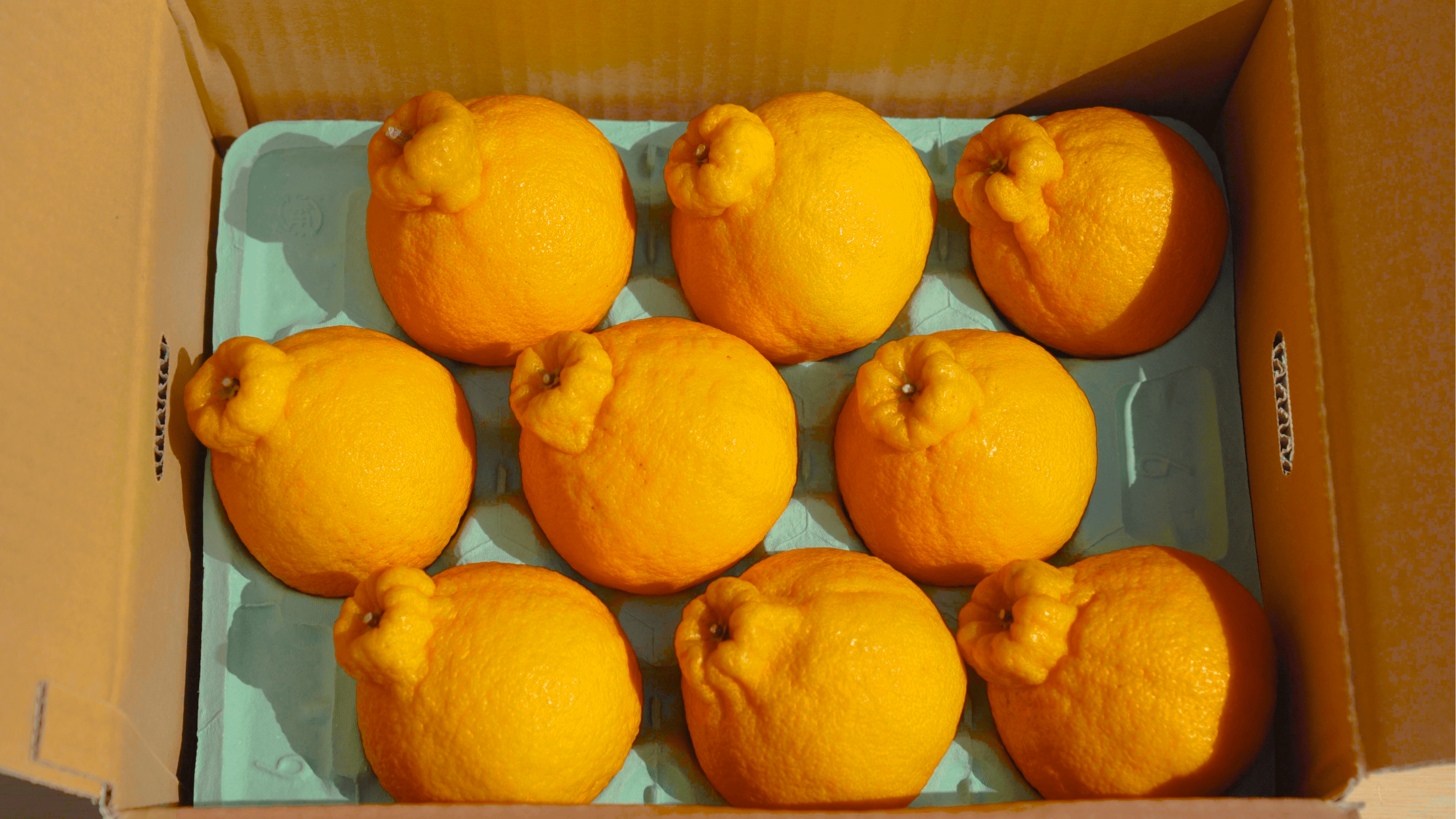 ãå
è¡äºçŽã è·¯å°æ œå¹ å
ç¥ äžç¥ç« çŽ3kgã2026幎3æäžæ¬-2026幎4æäžæ¬çºéäºå®ããã«ãŒã æç© ãã ãã® ææ© ããã¬ã