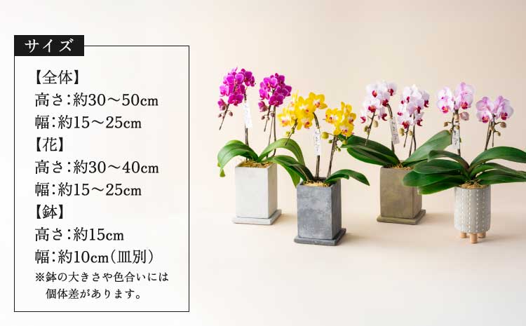 胡蝶蘭 花 母の日 ミディ胡蝶蘭 KouBou 大地 2本立ち 【2026年5月上旬頃発送予定】 プレゼント 蘭 ラン 洋蘭 ミディサイズ 観賞用 お祝い 贈答 贈答用 かわいい おしゃれ 鉢植え 風呂敷 インテリア 産地直送 送料無料 株式会社なかがわ