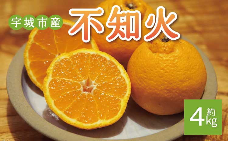 先行予約 不知火 約4kg (15個前後) 【2026年2月上旬から3月下旬発送予定】 しらぬい みかん ミカン 蜜柑 フルーツ 果物 くだもの 熊本県産 九州産 国産 ひでみかん