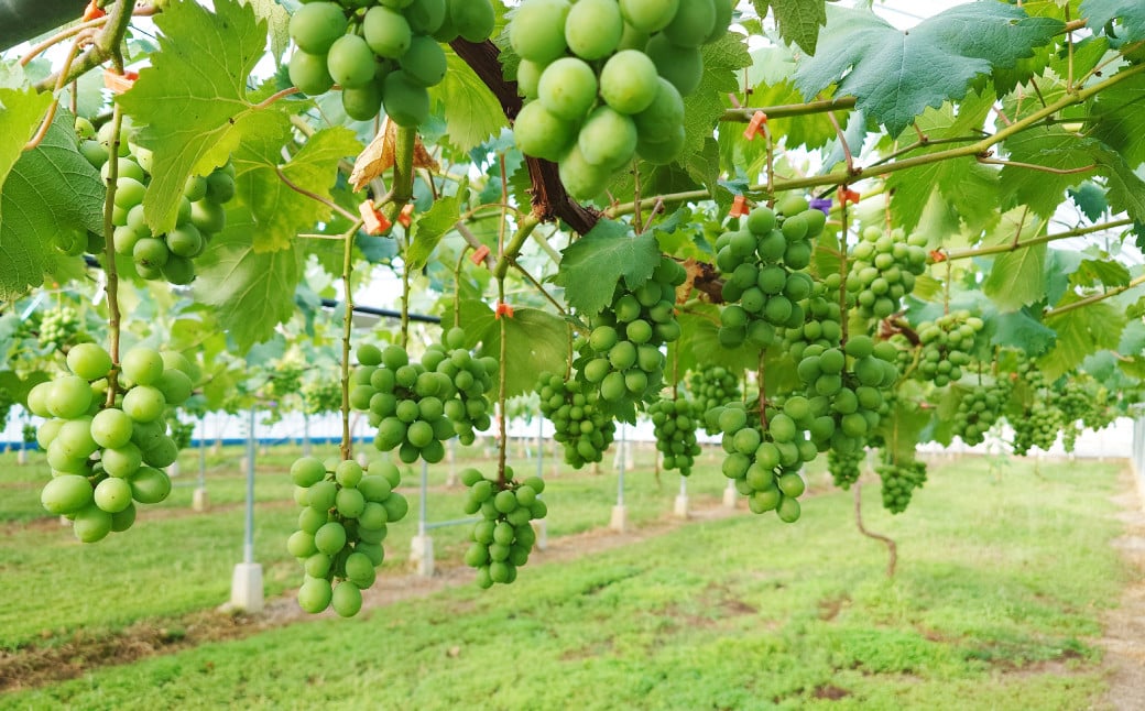 熊本県 宇城市産 巨峰 2～3房 約1kg【2024年8月上旬までに発送予定】ぶどう ブドウ 葡萄 大粒