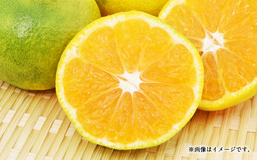 【12月上旬～順次発送予定】尾崎早生 8kg（60個前後）温州みかん ひでみかん 柑橘 果物