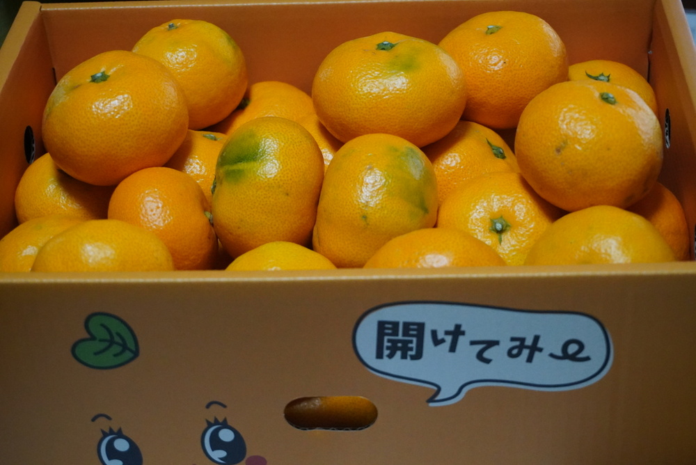 å
è¡äºçŽ ã¿ãã å°ŸåŽ æ©ç æž©å·ã¿ãã çŽ8kg (60çååŸ) ã2026幎12æäžæ¬ãã12æäžæ¬é çºéäºå®ã æ©çã¿ãã ã¿ãã ãã«ã³ èæ ãã«ãŒã æç© ãã ãã® ã²ã§ã¿ãã