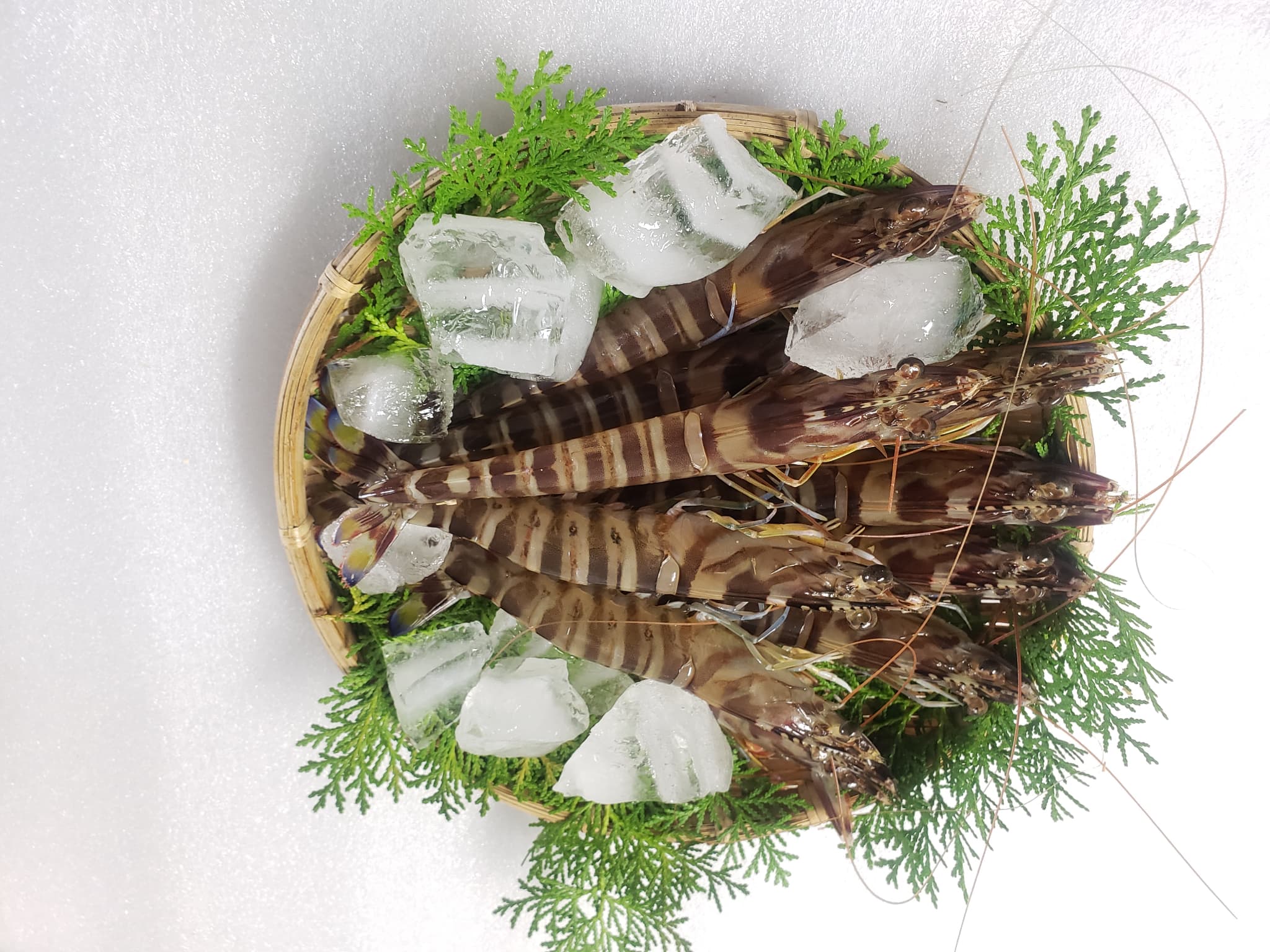 特殊冷凍 車海老 (大サイズ) 250g×4パック 計1kg 熊本県産