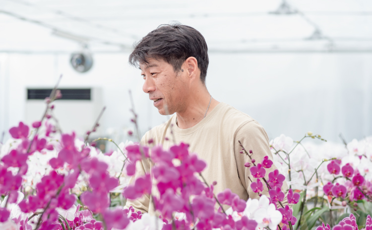 【定期便6回】ミディ胡蝶蘭の定期便（2ヶ月に1回）洋蘭 観賞用 贈答用