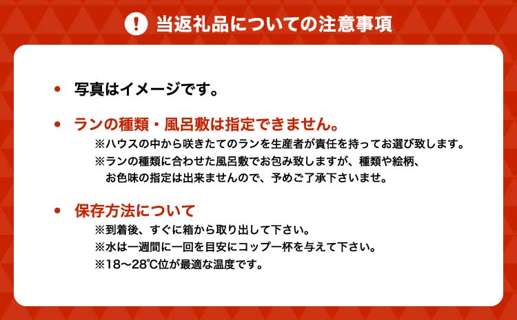 胡蝶蘭 花 ミディ胡蝶蘭 華あかり スタンダード 2本立ち 蘭 ラン 洋蘭 ミディサイズ 観賞用 贈答用 鉢植え 風呂敷 和モダン インテリア 植物 コチョウラン 母の日 敬老の日 産地直送 送料無料 株式会社なかがわ