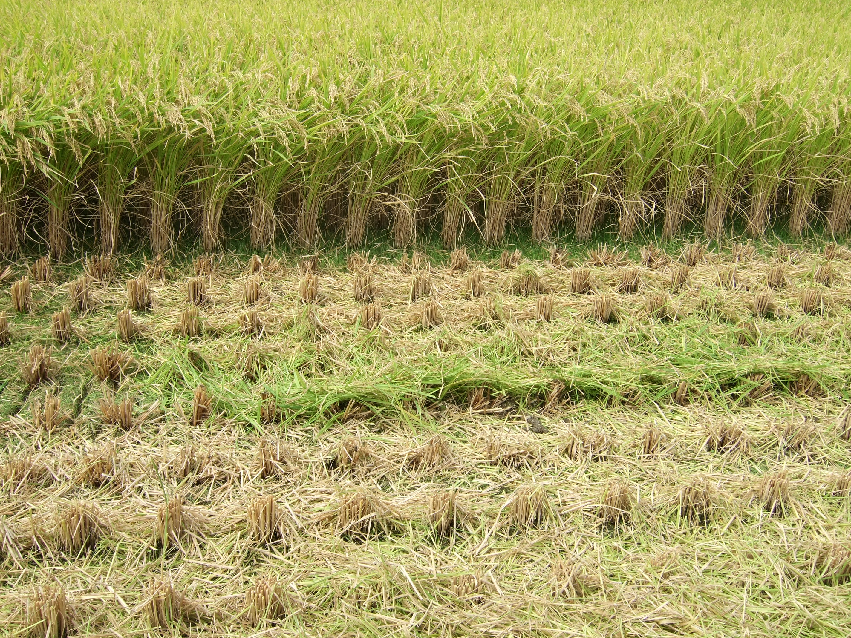 【令和7年産】うきうきう米 10kg 森のくまさん お米 うるち精米 ごはん ご飯 国産 【2026年10月下旬までに発送予定】