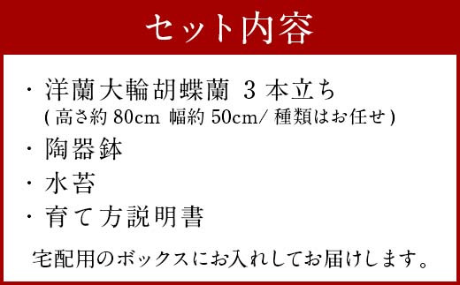 【森水木のラン屋さん】大輪胡蝶蘭 3本立ち ギフト 洋ラン 贈り物 フラワーギフト