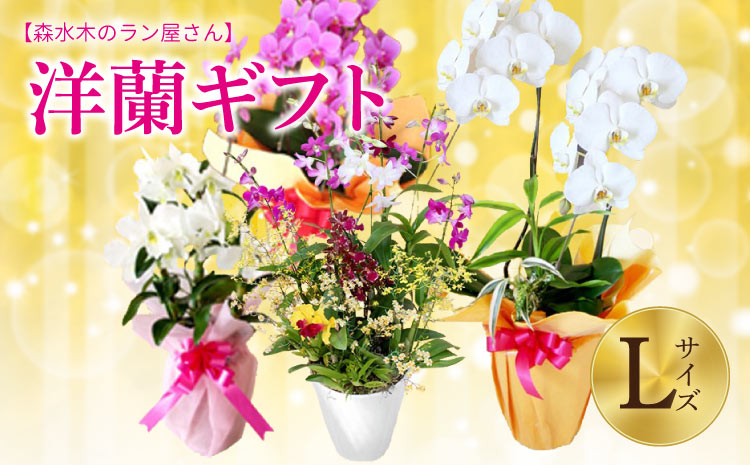 洋蘭 洋蘭ギフトL 鉢花 （高さ60～80cm） 蘭 鉢 鉢植え 胡蝶蘭 ギフト 熊本県産 【森水木のラン屋さん】 お祝い 誕生日 鉢植え 花 贈り物 蘭
