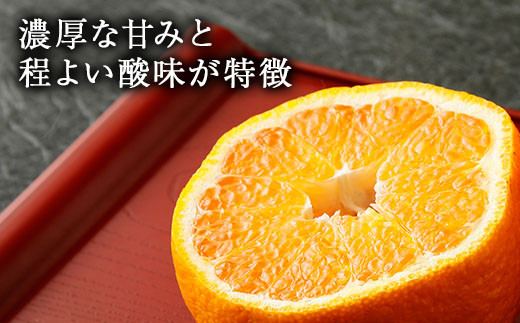 【2024年3月下旬～順次発送予定】恋する 不知火 約5kg（15～22玉）御舩果樹園 果物 柑橘