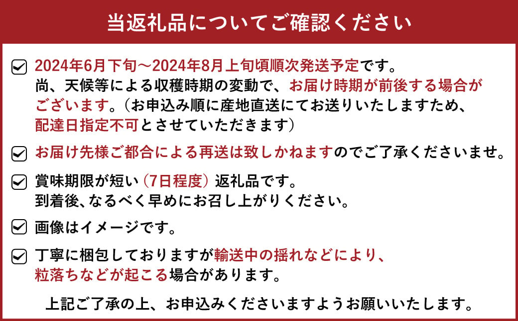 熊本県 宇城市産 巨峰 2～3房 約1kg【2024年8月上旬までに発送予定】ぶどう ブドウ 葡萄 大粒