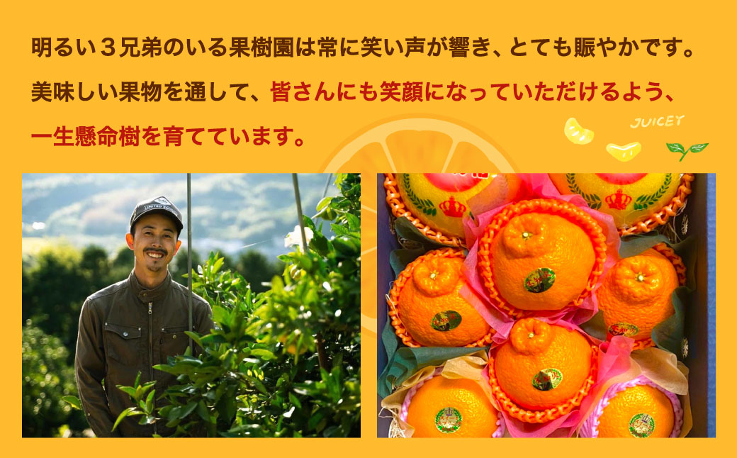 宇城市産 完熟 不知火 約2kg 【髙橋果樹園】【2025年2月上旬から3月下旬発送予定】不知火 しらぬい みかん ミカン