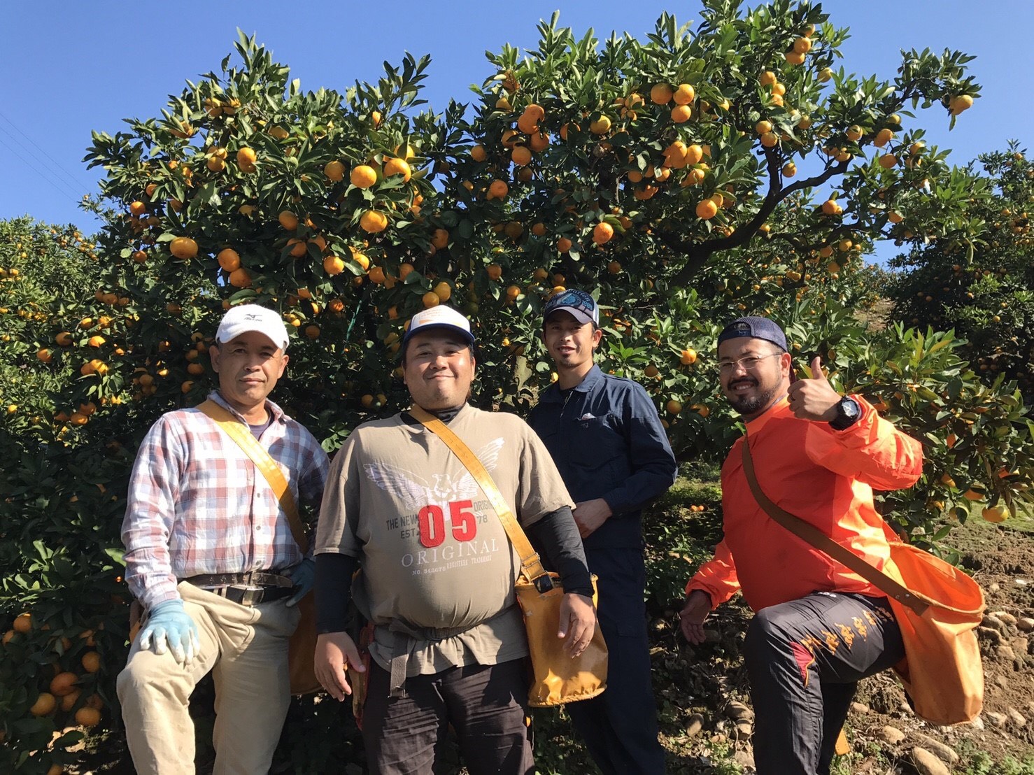 河内晩柑 ジューシーオレンジ 約4.5kg 【高橋果樹園】【2026年4月上旬から2026年6月下旬順次発送予定】晩柑 熊本県 宇城市 宇城市産河内晩柑 熊本県産河内晩柑 国産河内晩柑 